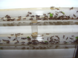 Acromyrmex spec.