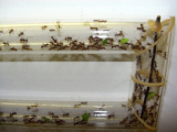 Acromyrmex spec.