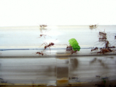 Acromyrmex spec.