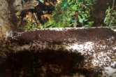 Acromyrmex spec.