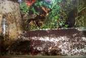 Acromyrmex spec.