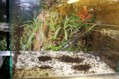 Acromyrmex spec.