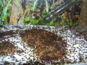 Acromyrmex spec.