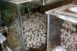 Acromyrmex spec.