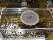 Acromyrmex spec.
