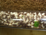 Acromyrmex spec.