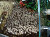 Acromyrmex spec.
