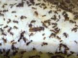 Acromyrmex spec.