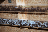 Acromyrmex spec.