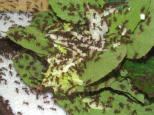 Acromyrmex spec.