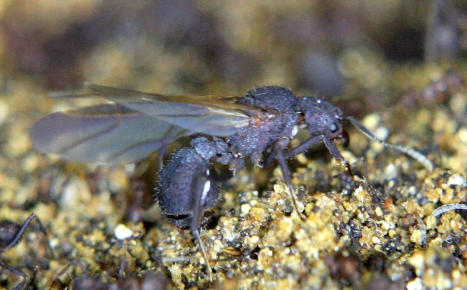 Acromyrmex spec. Königin