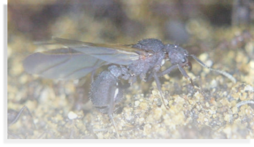 Acromyrmex spec.  Ameisenhaltung Ameisenbericht