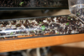 Acromyrmex spec.