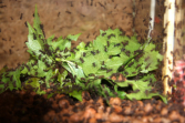 Acromyrmex spec.