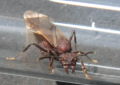 Acromyrmex spec.