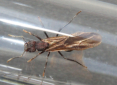 Acromyrmex spec.