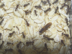 Acromyrmex spec.