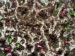 Acromyrmex spec.