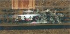 Acromyrmex spec.