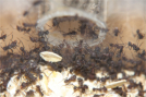 Acromyrmex spec.