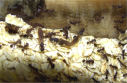 Acromyrmex spec.