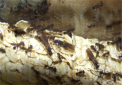 Acromyrmex spec.