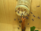Acromyrmex spec.