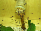 Acromyrmex spec.