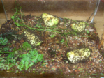 Acromyrmex spec.