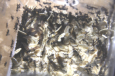 Acromyrmex spec.