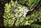 Acromyrmex spec.