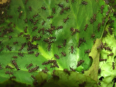 Acromyrmex spec.
