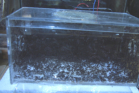 Acromyrmex spec.