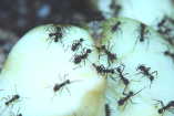 Acromyrmex spec.