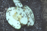 Acromyrmex spec.