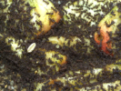 Acromyrmex spec.