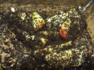 Acromyrmex spec.