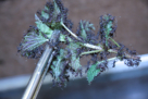 Acromyrmex spec.
