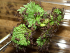 Acromyrmex spec.