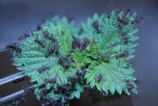 Acromyrmex spec.