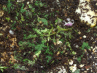 Acromyrmex spec.