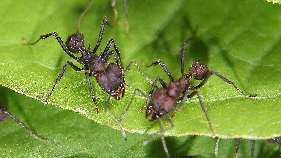 Acromyrmex spec.