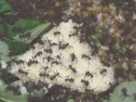Acromyrmex spec.