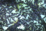 Acromyrmex spec.