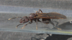 Acromyrmex spec. Königin