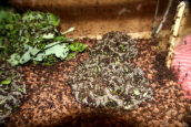 Acromyrmex spec. Pilz