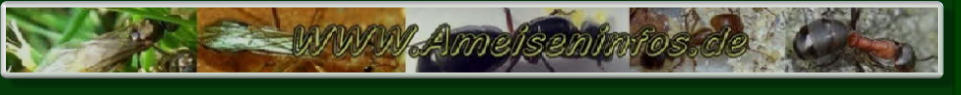 Ameisenhaltung Ameisenberichte
