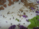 Acromyrmex spec.
