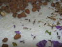 Acromyrmex spec.
