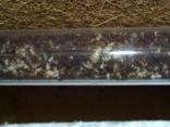 Acromyrmex spec.
